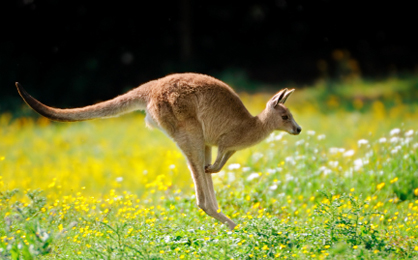 Kangaroos_1259830730.jpeg