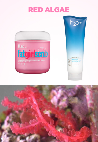 Ingredient Spotlioght: Red Algae