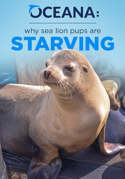 sea_lions_main.jpg