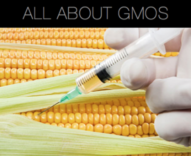 GMOs and You: Everything You Need to Know